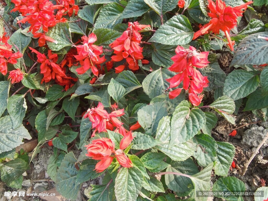 一串红花卉特写