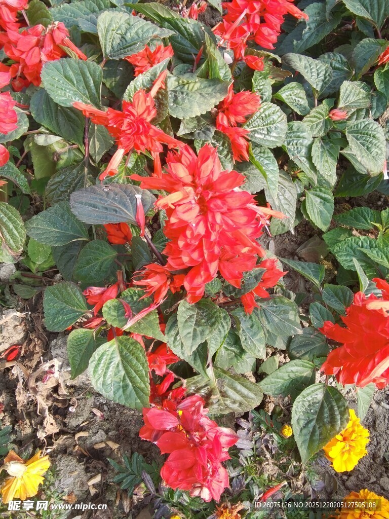 鲜艳串串红绽放生机