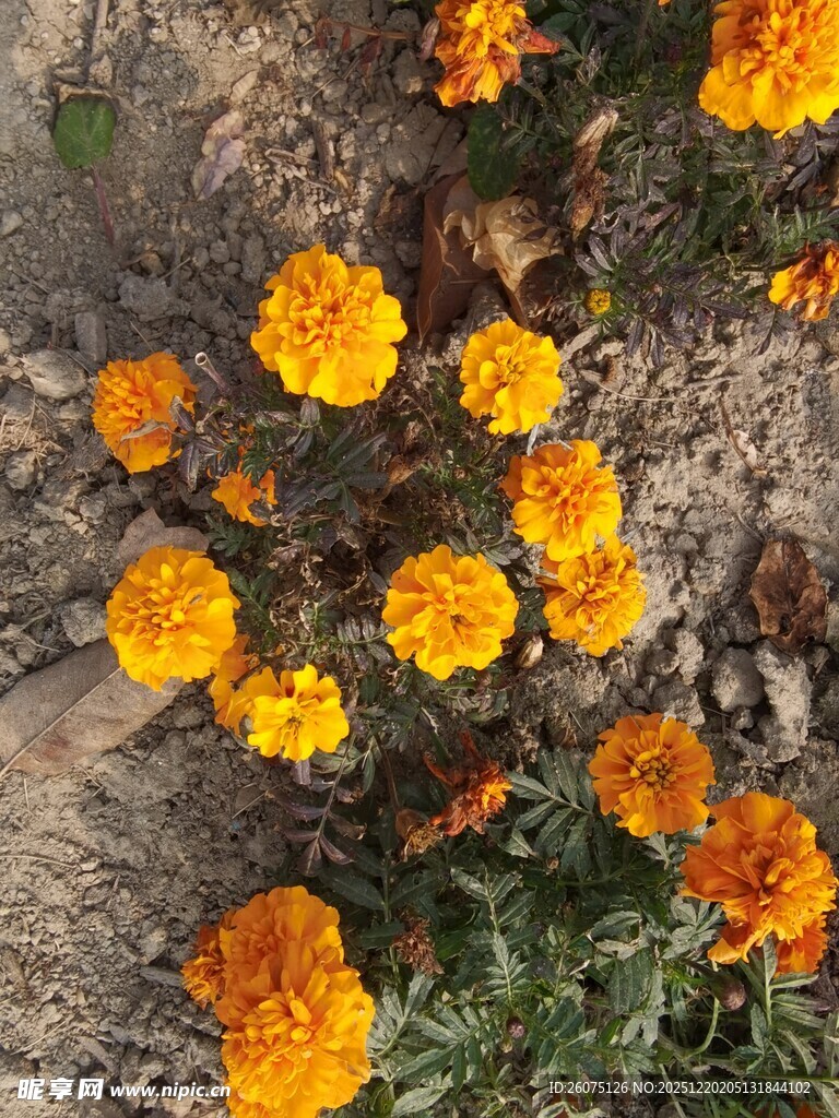 地上盛放的鲜艳万寿菊