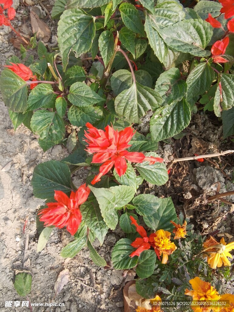 鲜艳多彩的花卉植物景观