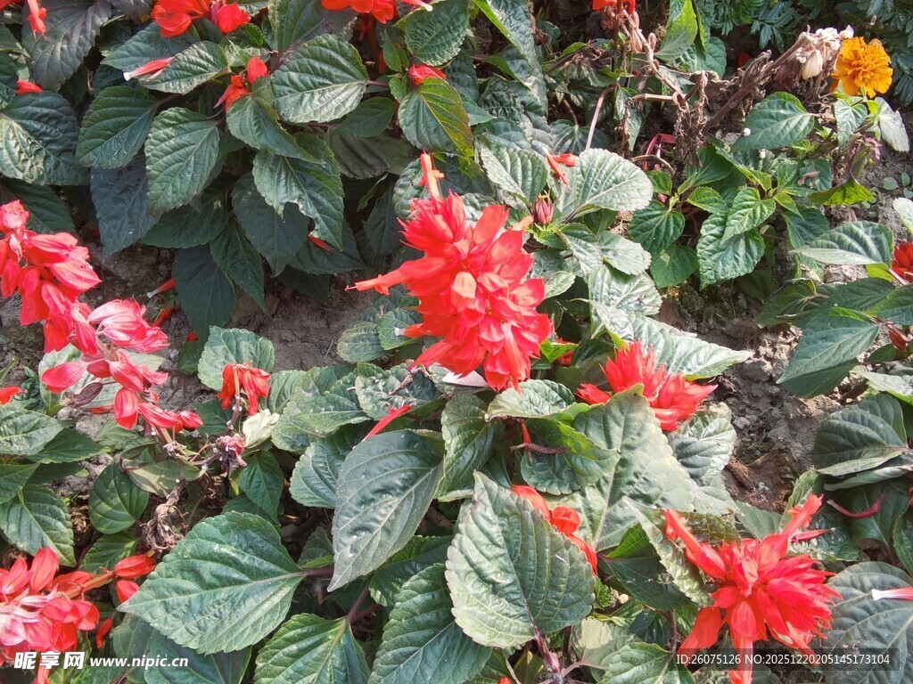 鲜艳串串红绽放绿叶间