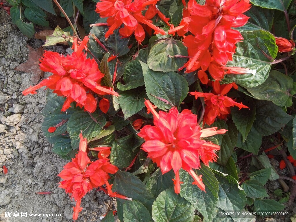 鲜艳红色花卉绽放