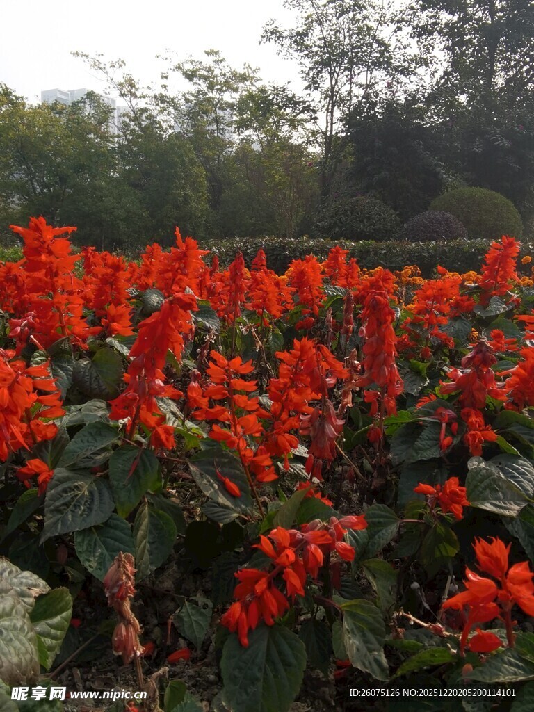 鲜艳串串红绽放于园林