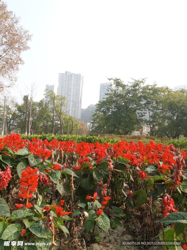 城市中艳丽的红色花卉景观