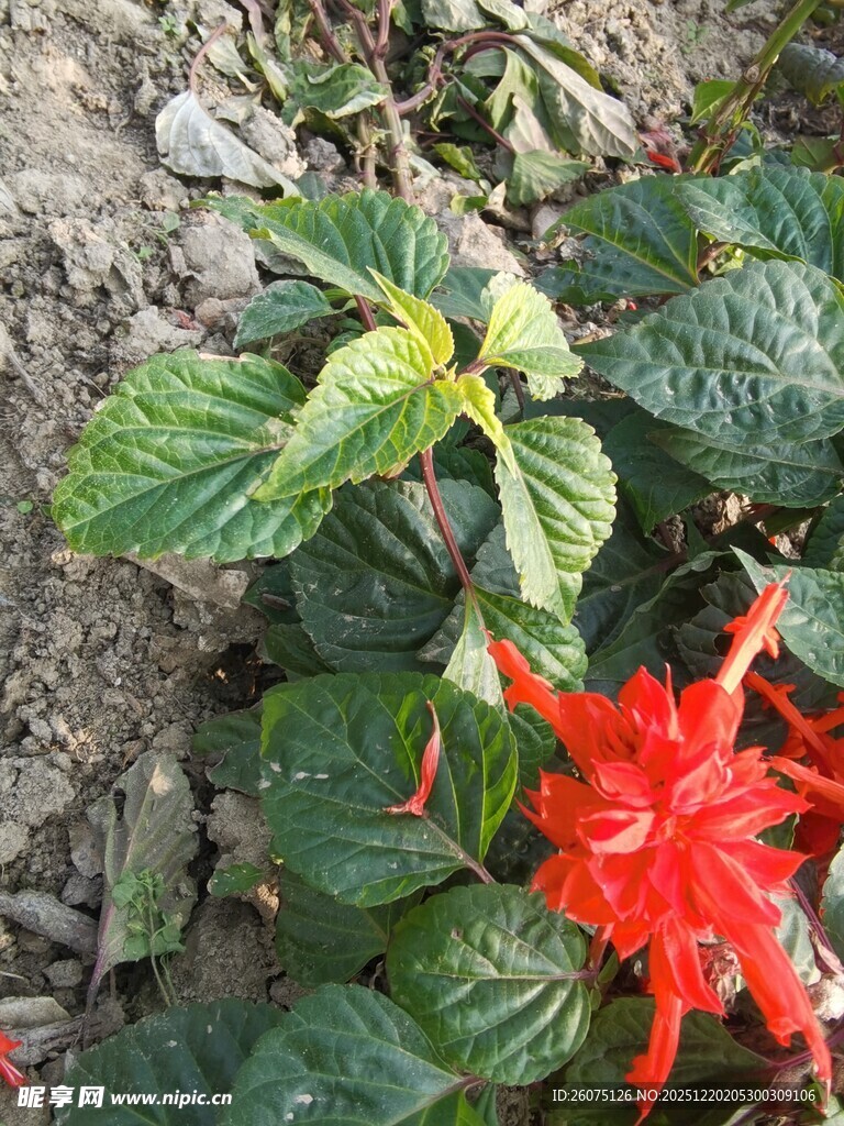绿叶间的艳丽红色花朵