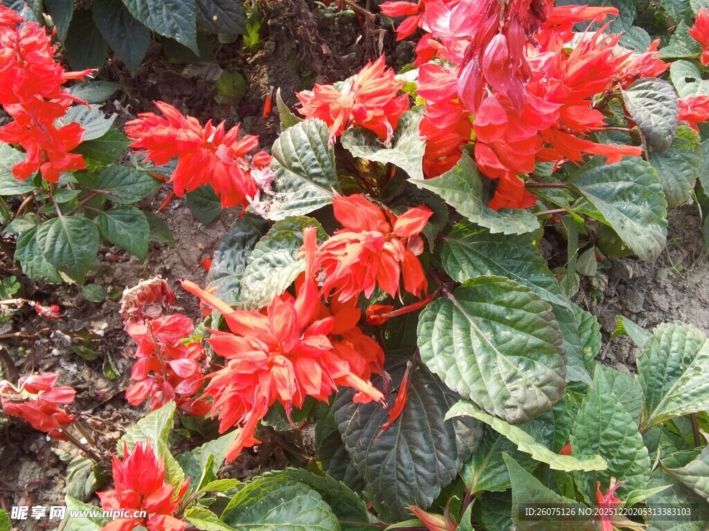 鲜艳串串红绽放绿叶间