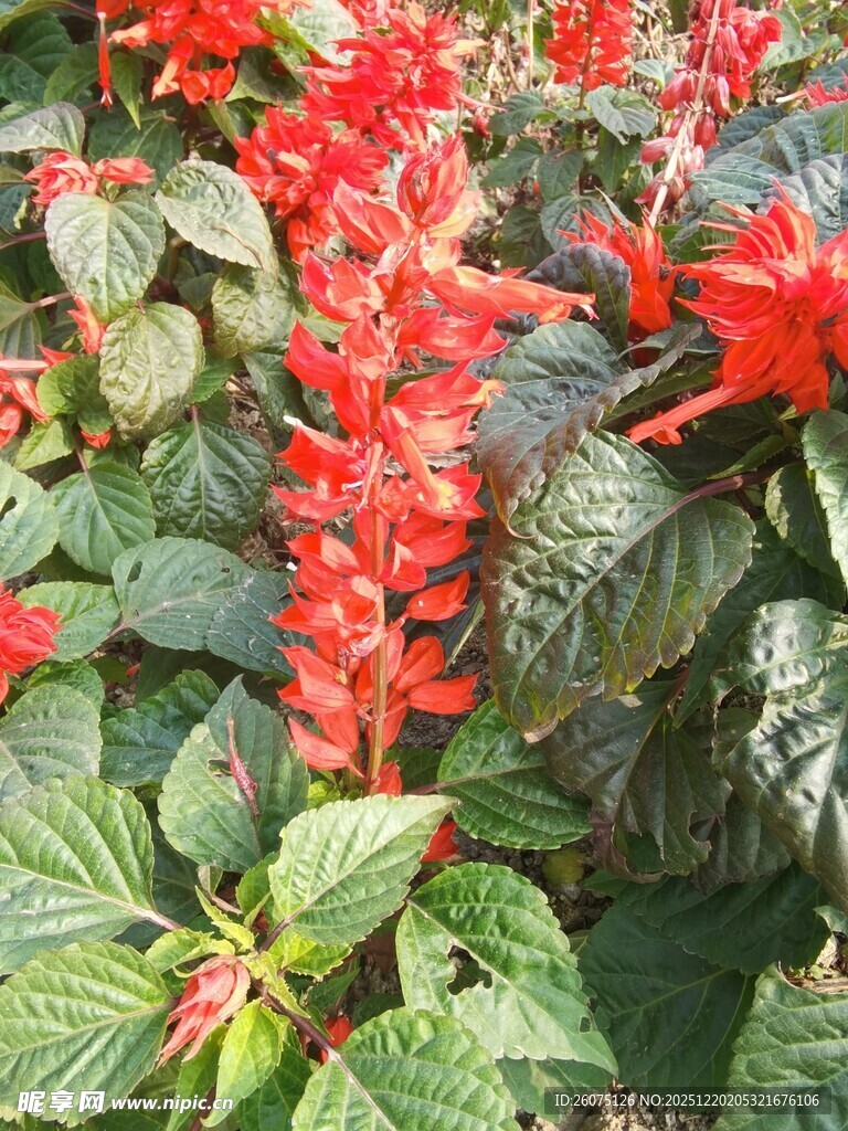 一串红绽放绿叶相衬