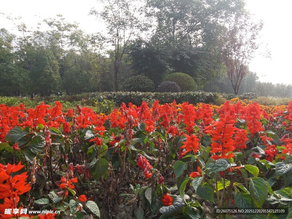 绚烂红花绽放于绿野间