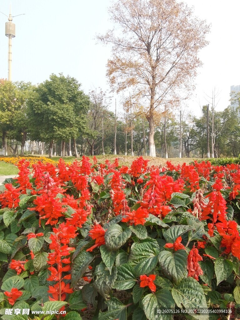 公园中盛开的鲜艳一串红