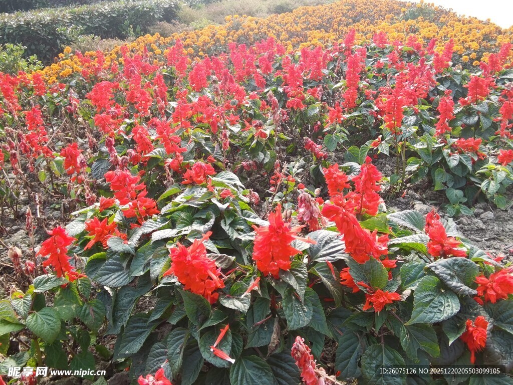 绚烂一串红花卉景观