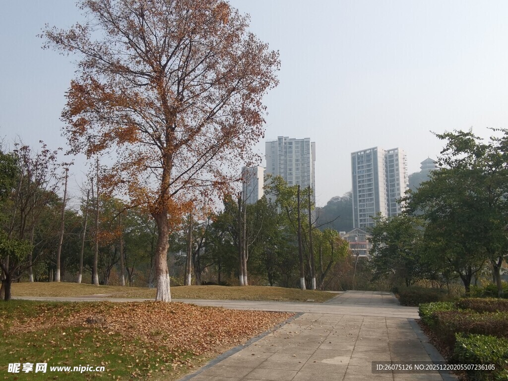 城市公园秋日林荫小道