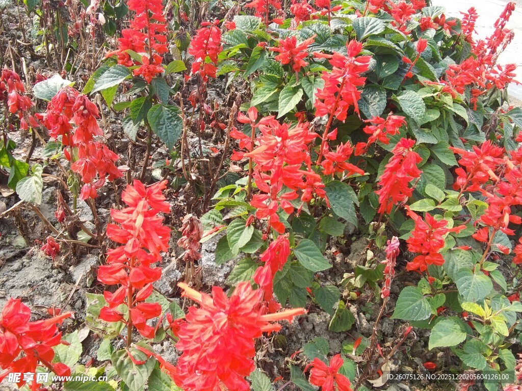 鲜艳串串红绽放生机