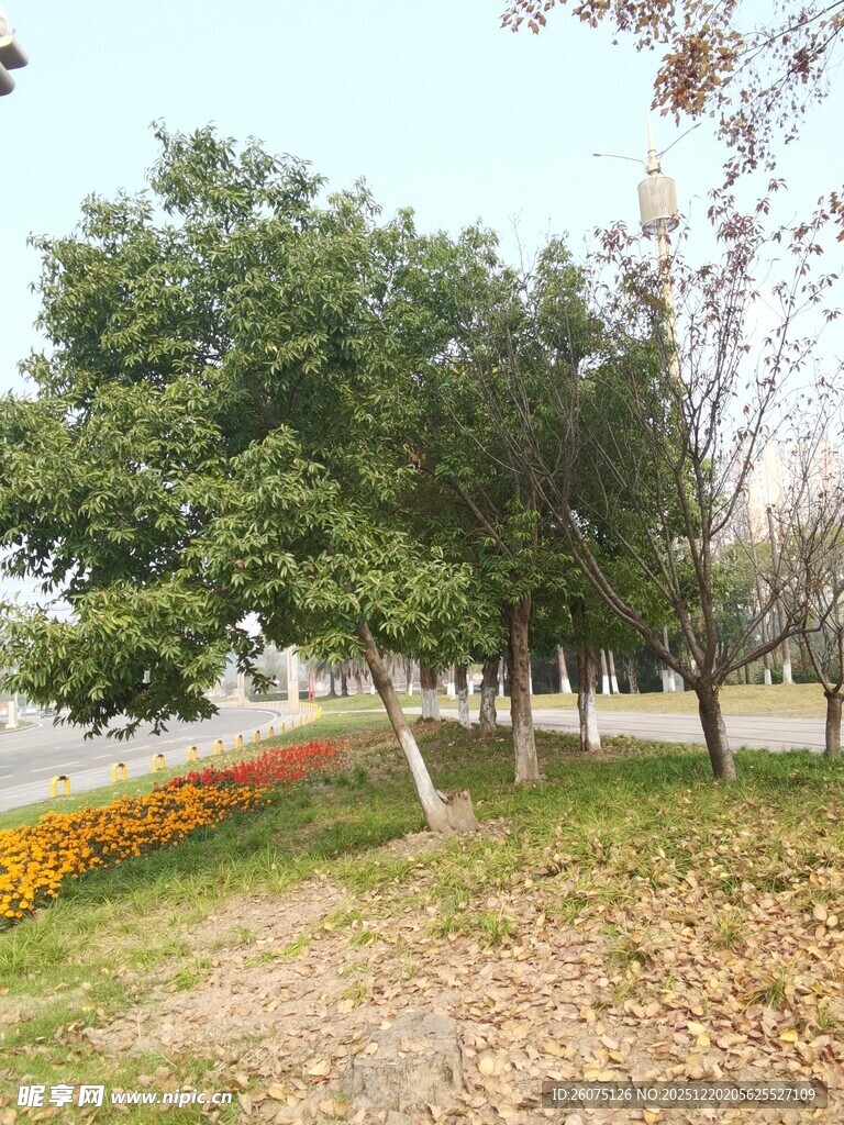 秋日公园树木景观