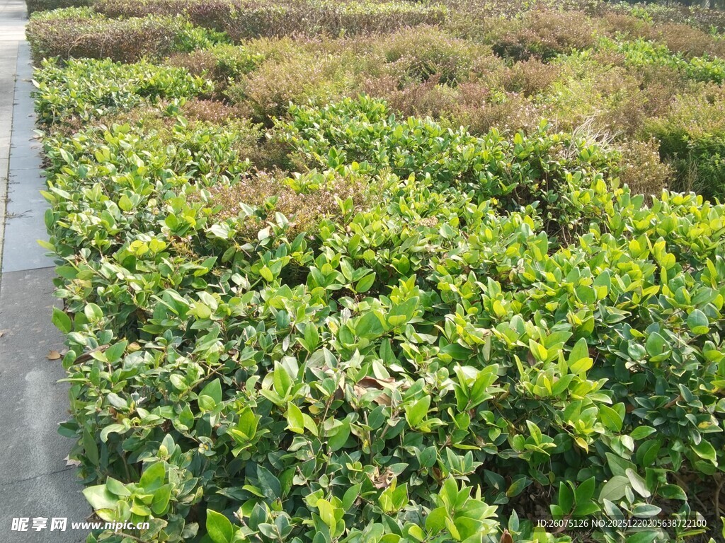 路边繁茂的绿色灌木丛
