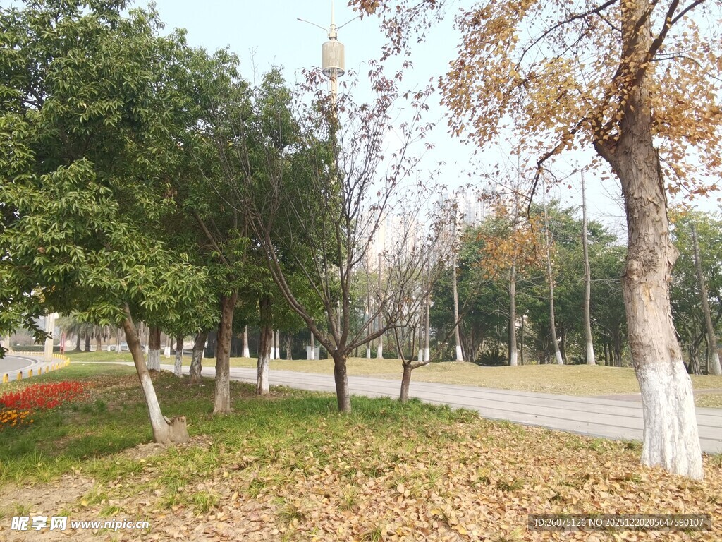 秋日公园林荫道景色