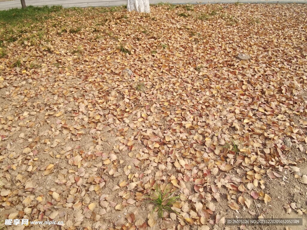 地面铺满金黄落叶景象