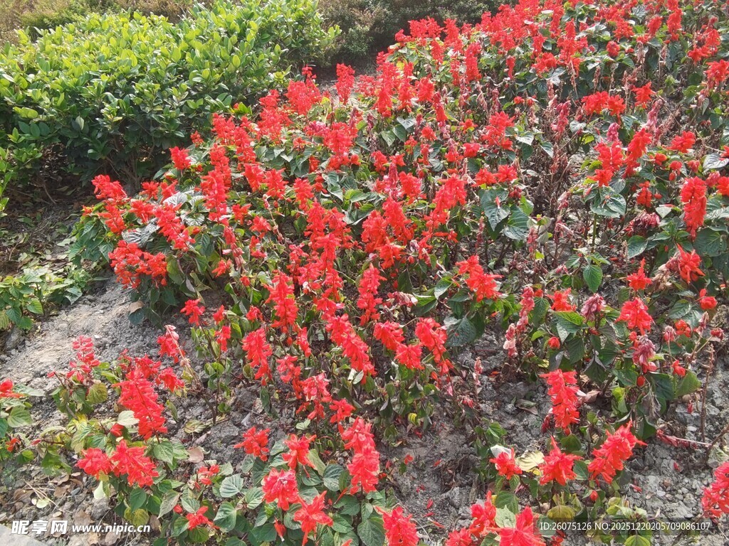 艳丽红花绽放于绿植间