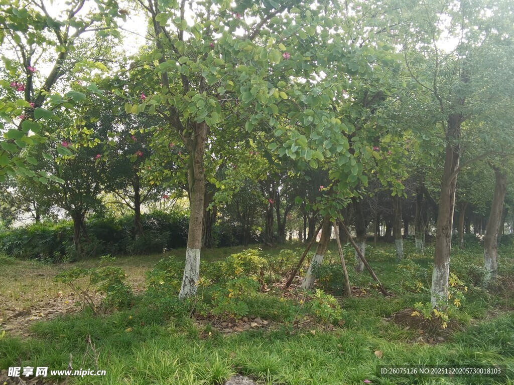 绿树成荫的林间草地