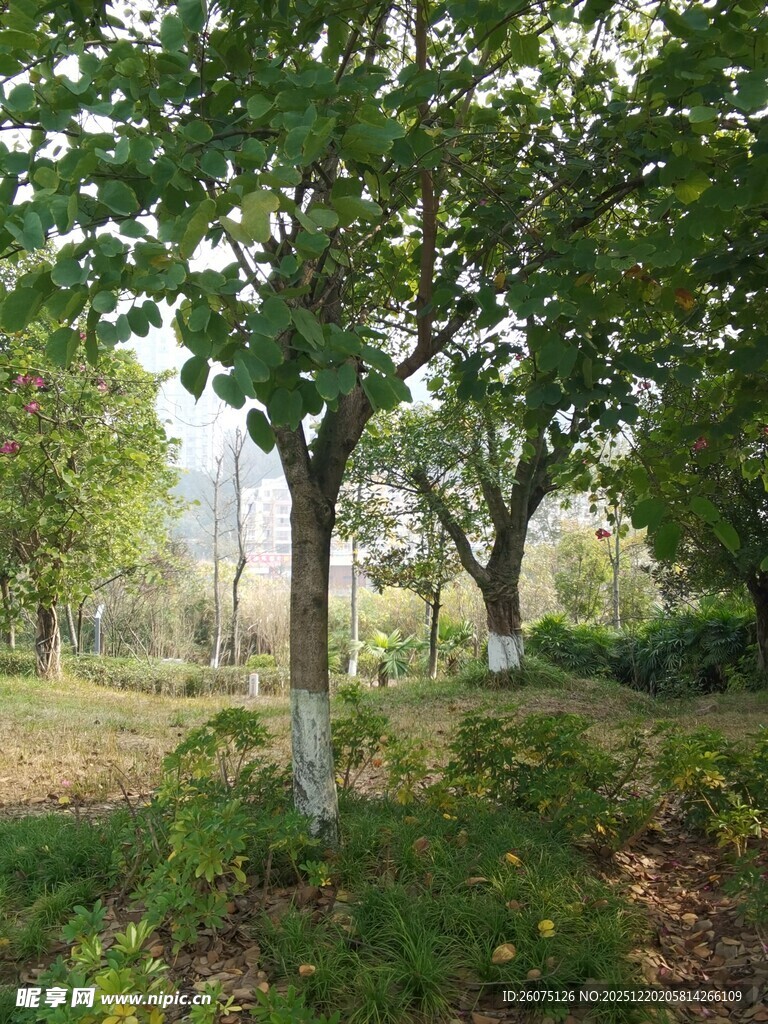 林间绿意盎然的静谧景象