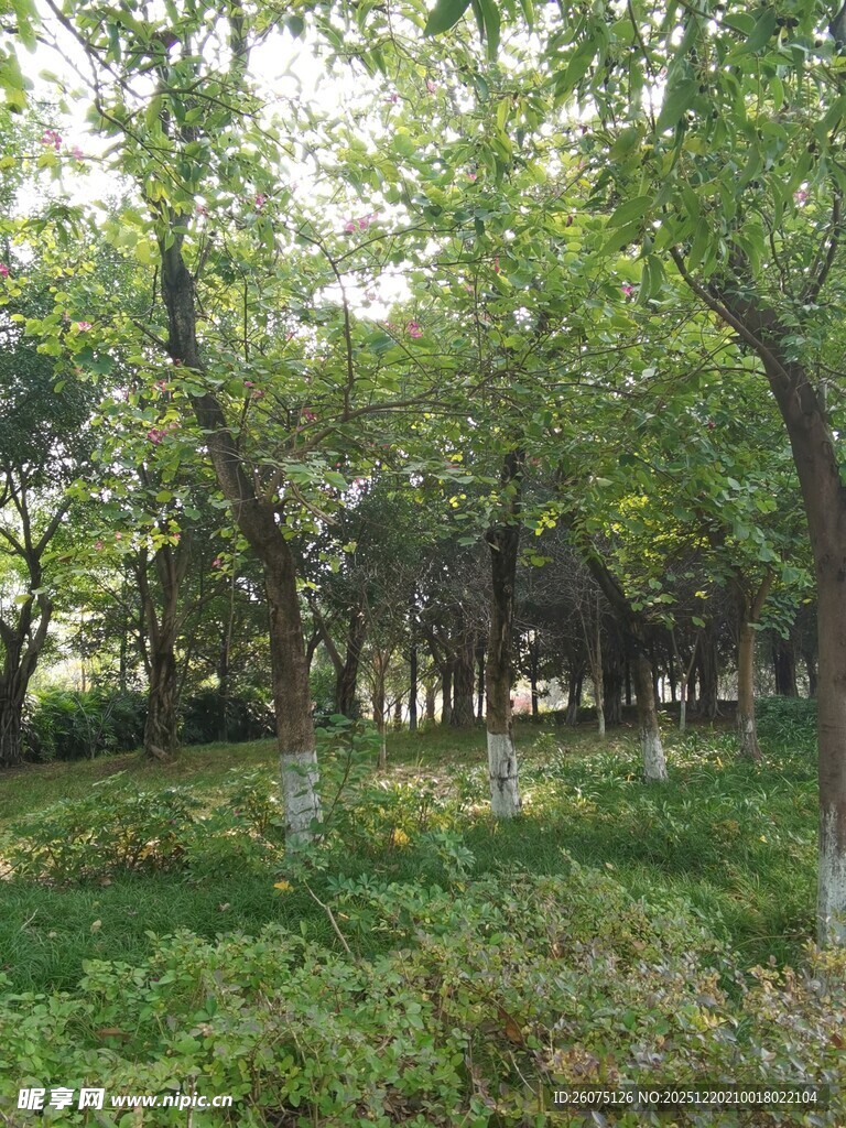 林间绿意盎然的静谧景致