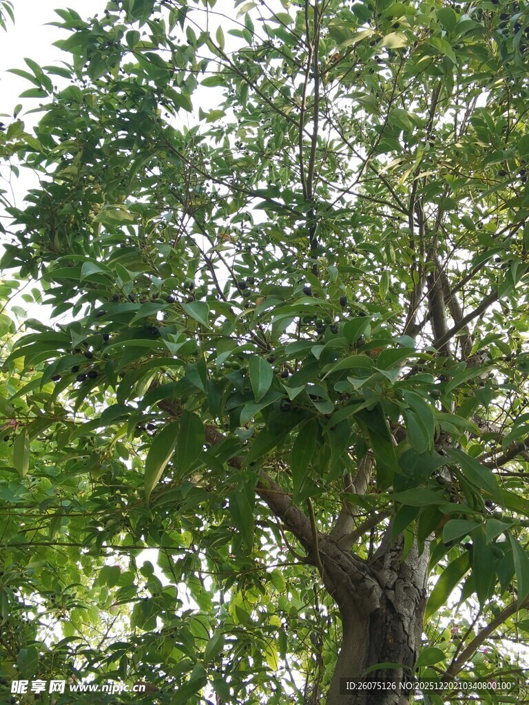 繁茂绿树枝叶葱茏