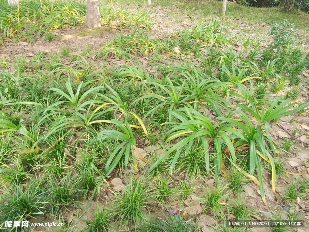 田间葱郁的绿色植物