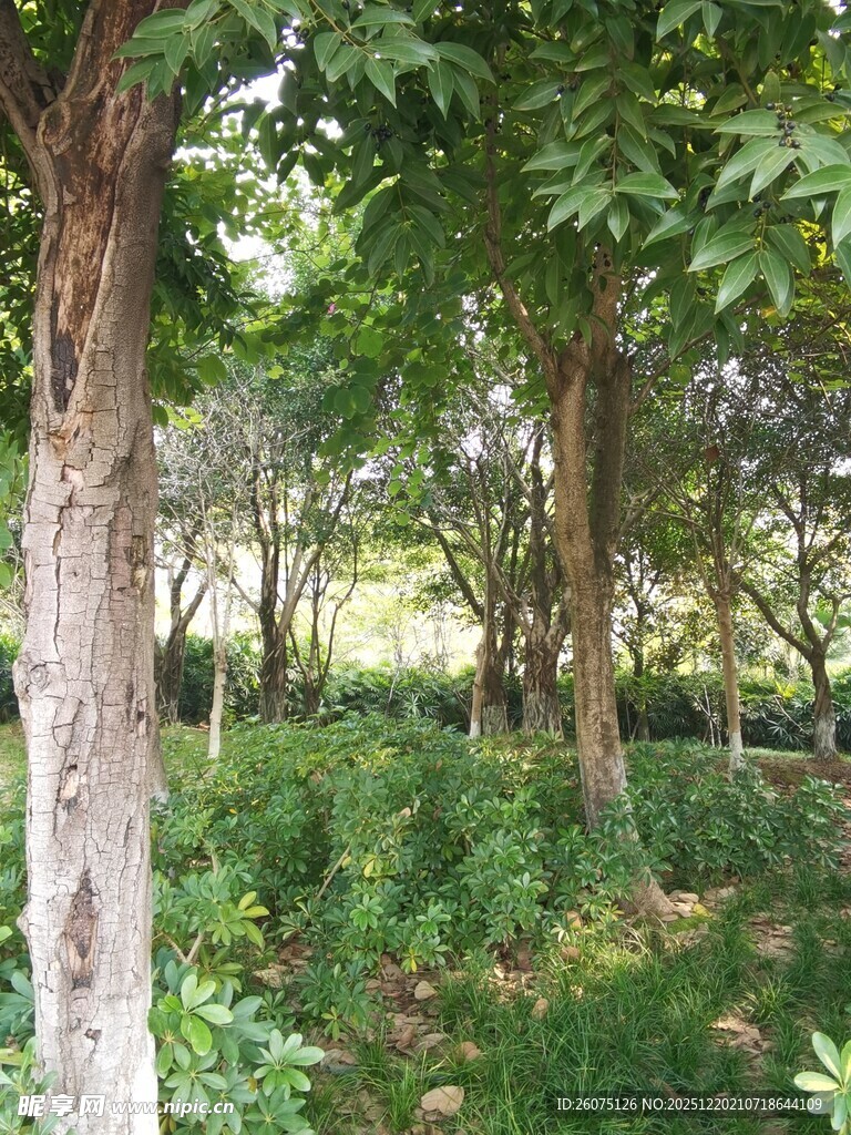 林间葱郁树木与繁茂植被