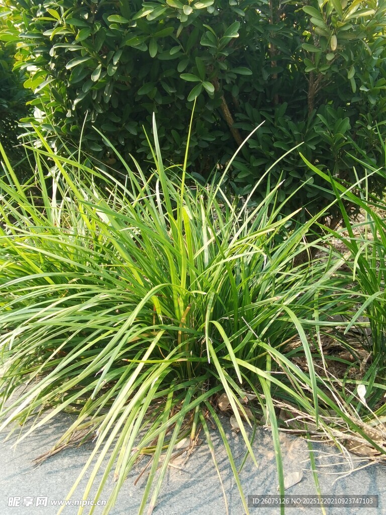 翠绿丛生的观赏草植物