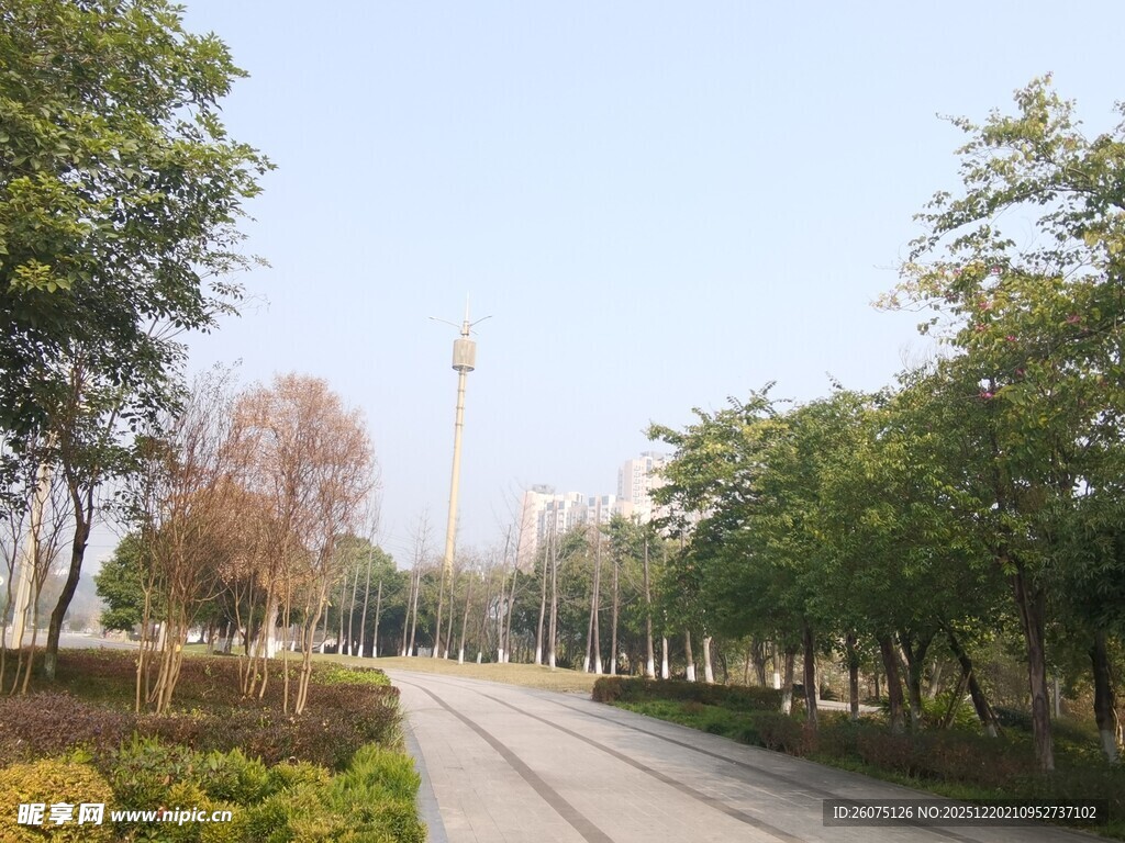 林间开阔道路风景