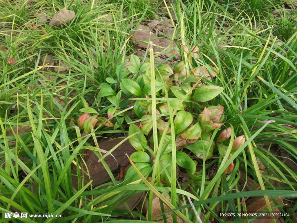 田间嫩绿植物生机勃勃