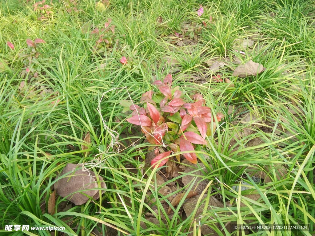绿草间的一抹嫣红