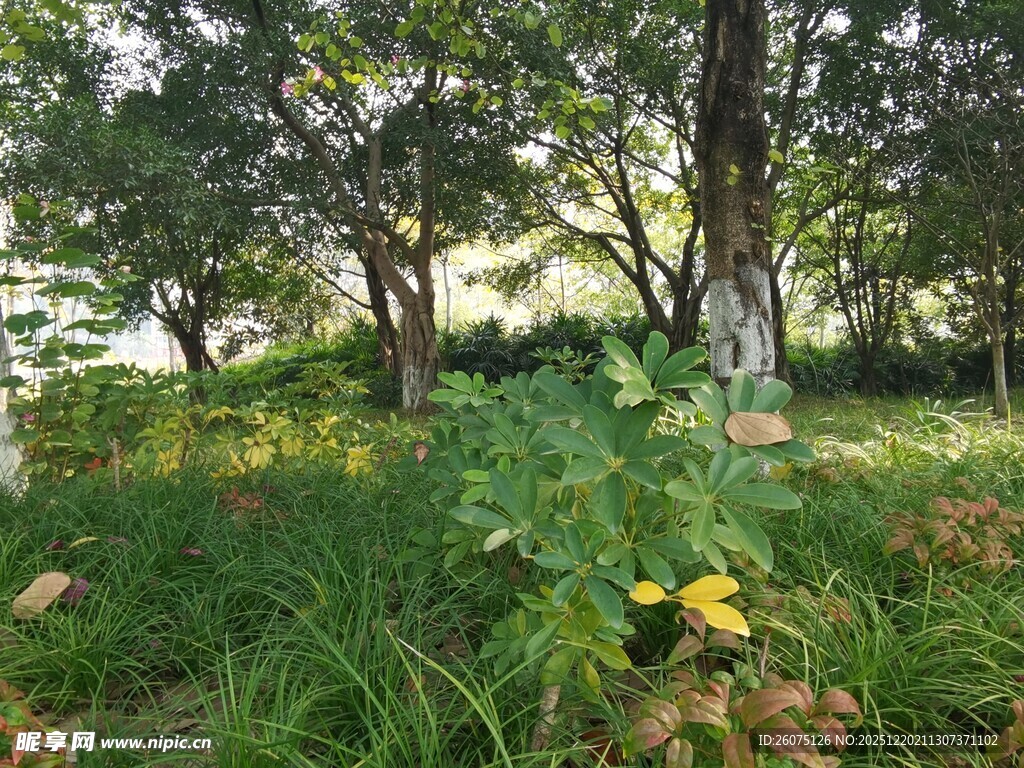 林间绿意中的黄色小花