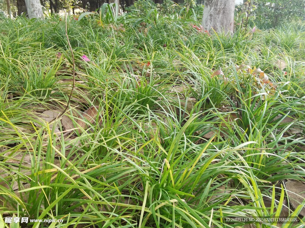 翠绿草地生机盎然