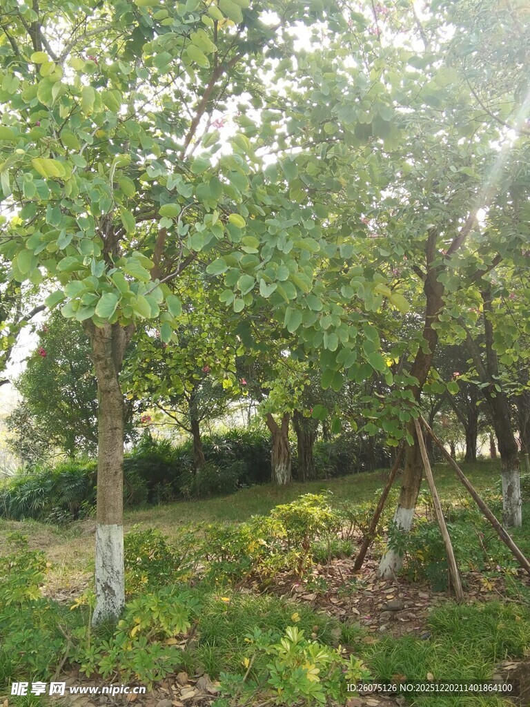 林间绿意盎然的自然景致