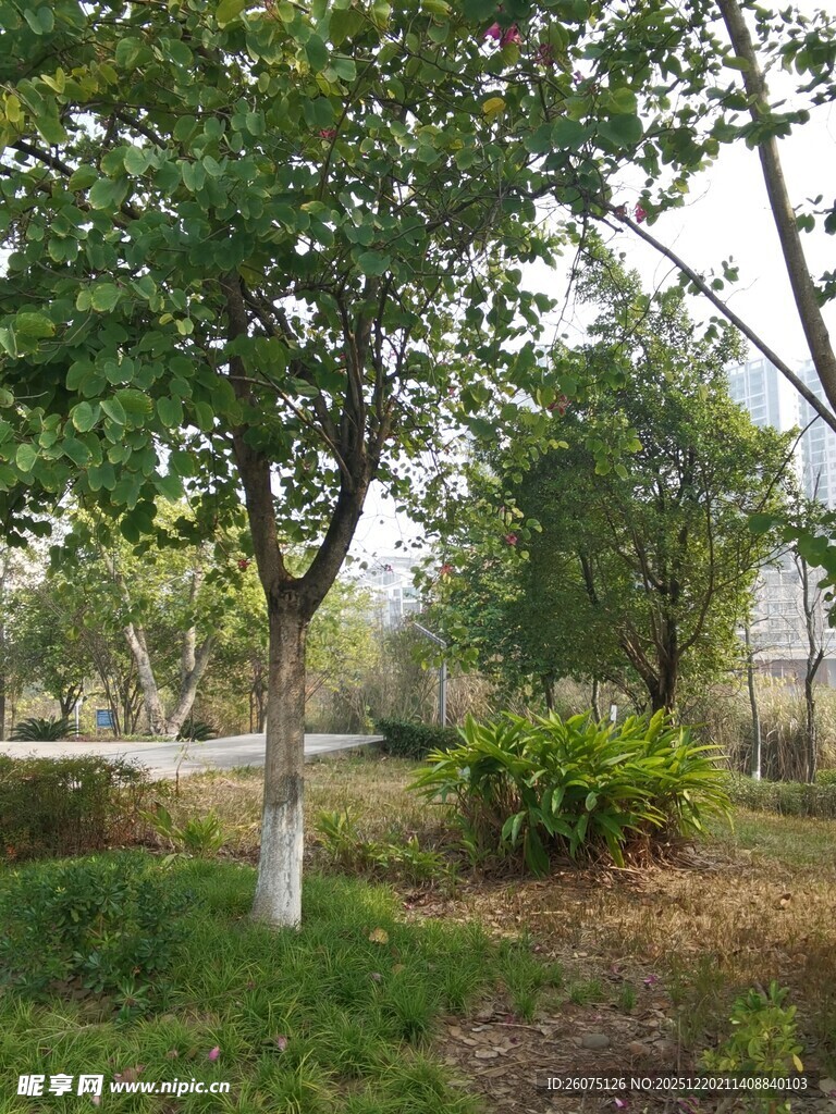 户外绿意盎然的树木景观