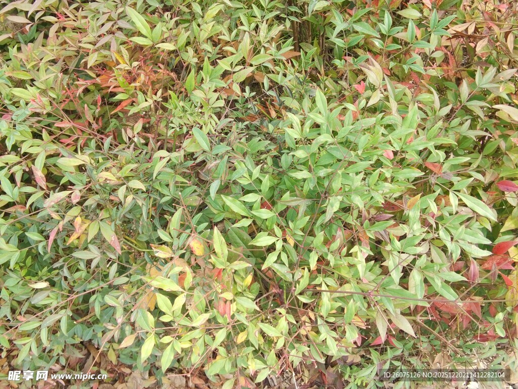 多彩斑斓的地面植物景观