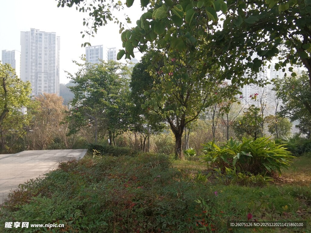 城市边的静谧林间小道