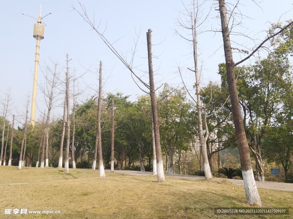 冬日公园枯树林景观