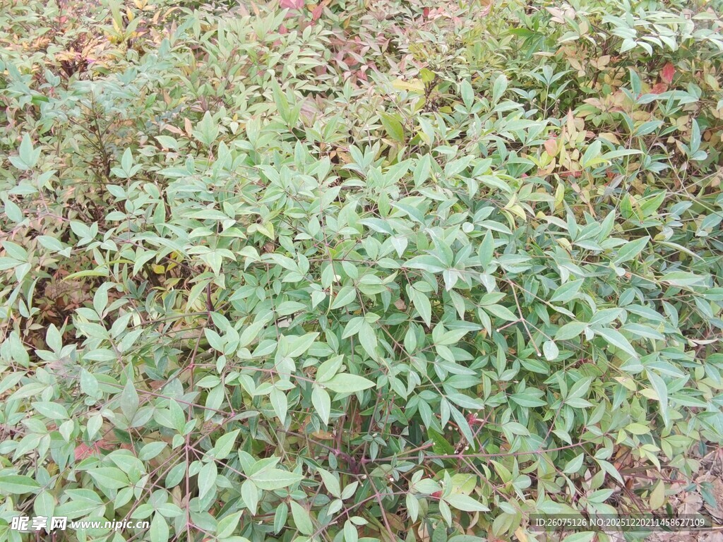 野外繁茂的绿色植物群落