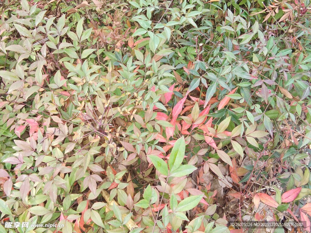 多彩斑斓的植物叶片