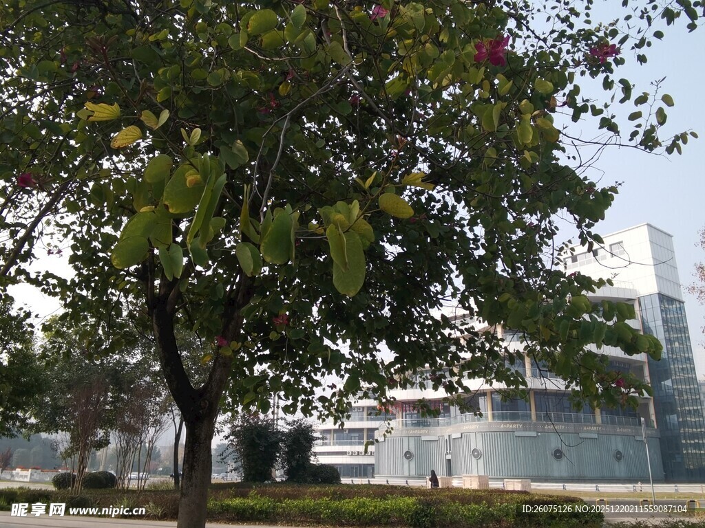 城市中葱郁树木与建筑景观