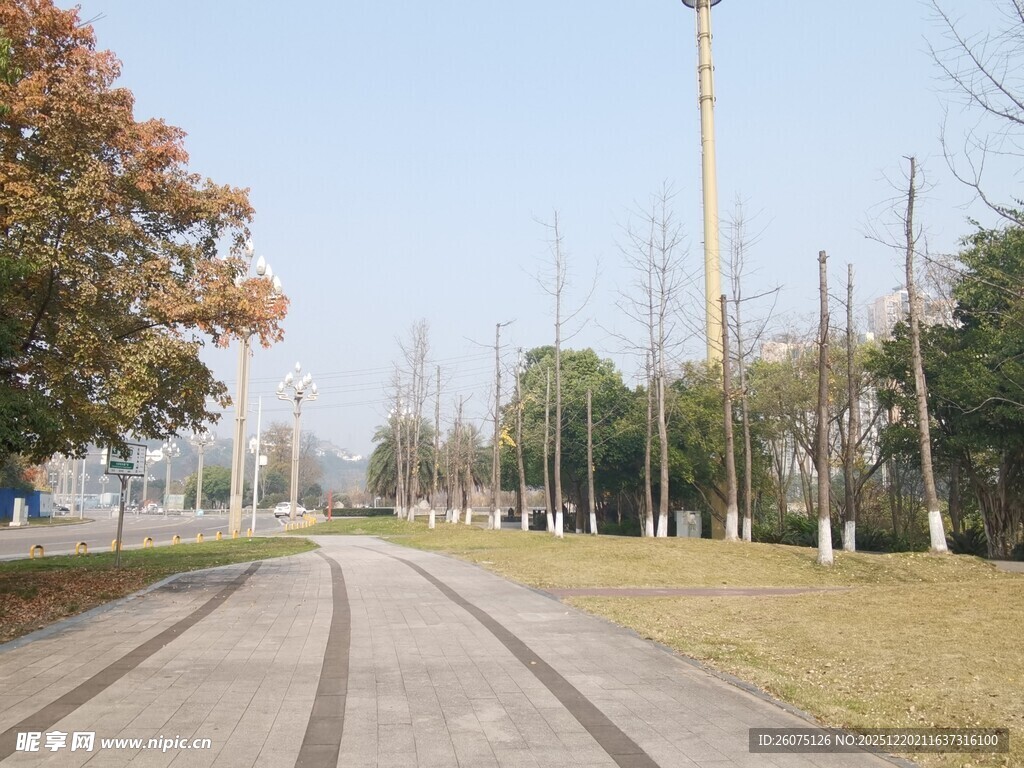 秋日林荫道风景