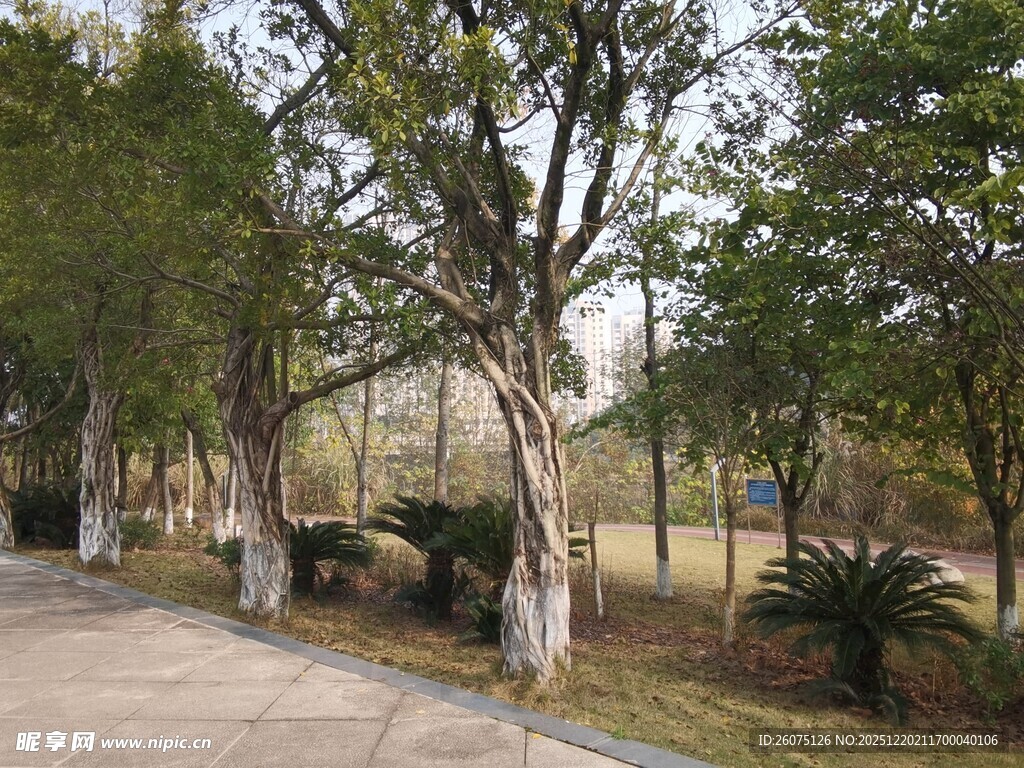 林间小道静谧自然景致