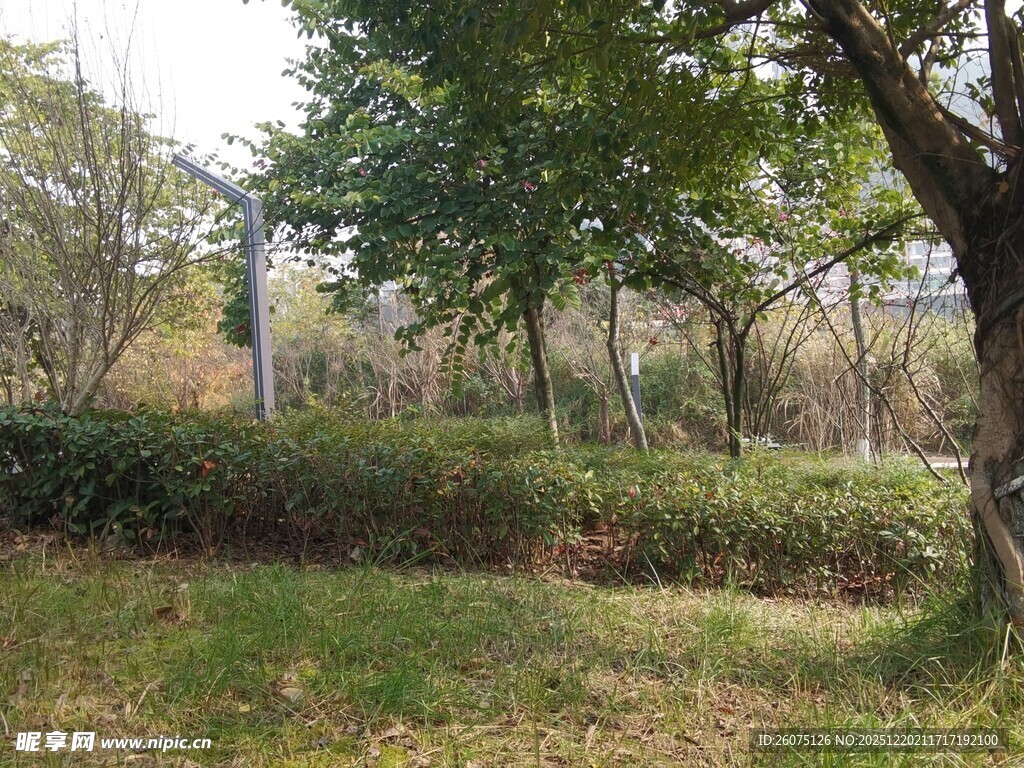 秋日林间草地风景