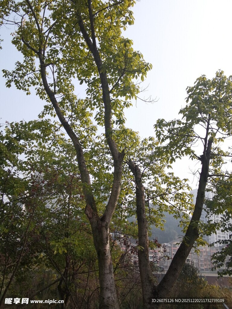 山林间挺拔的树木