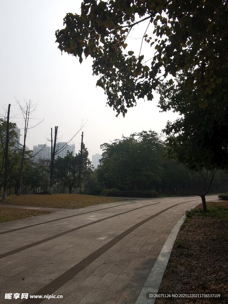 林间静谧道路风景