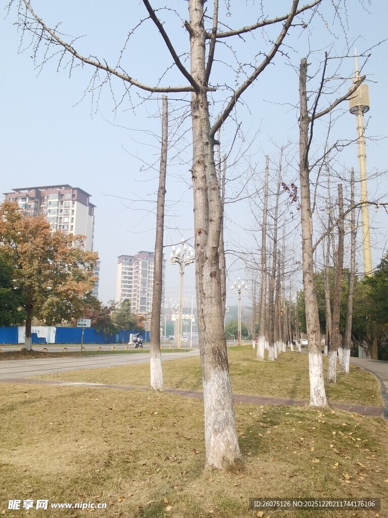 城市公园冬日树木景观