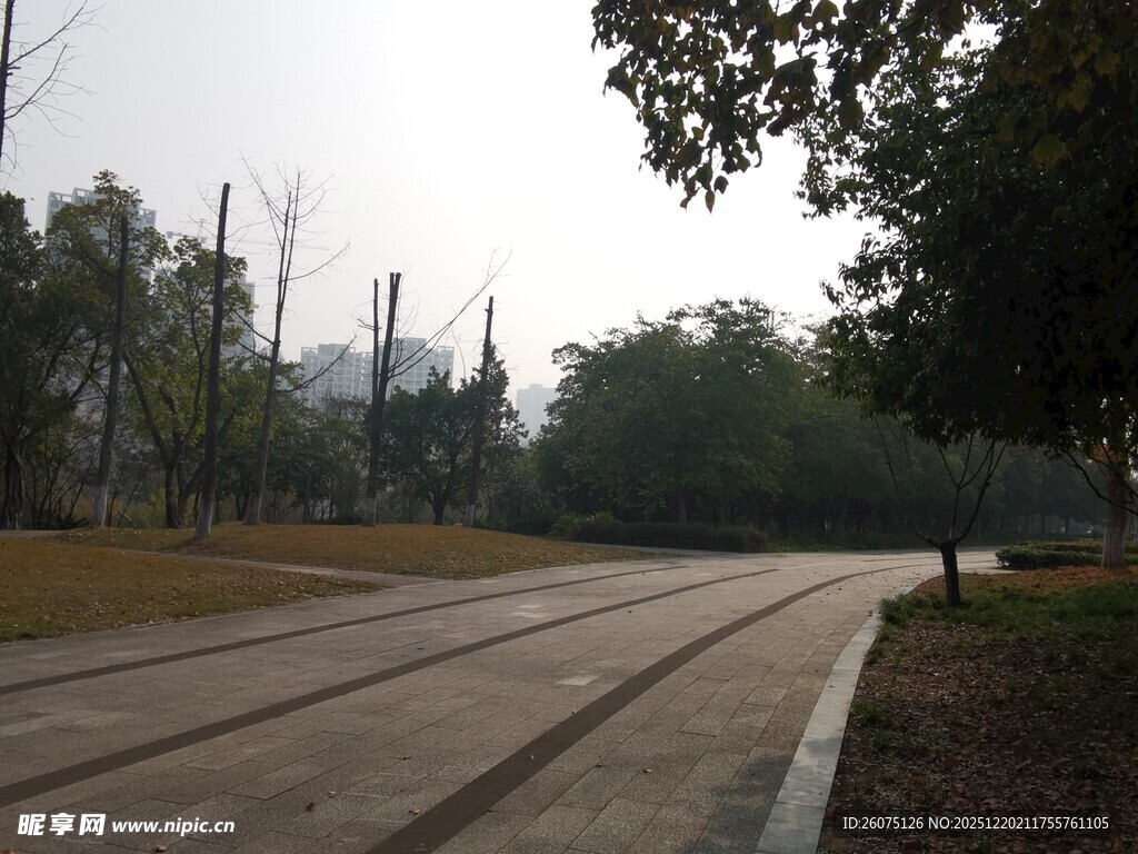 公园中的宽阔林荫步道