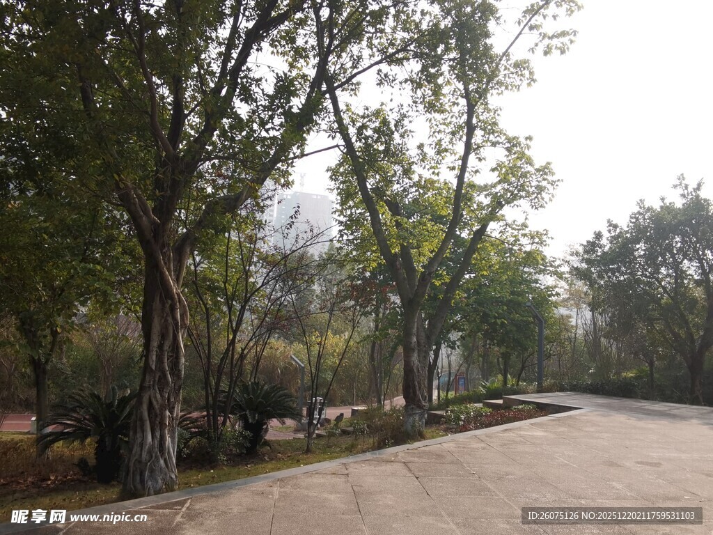 林间小道的静谧风光