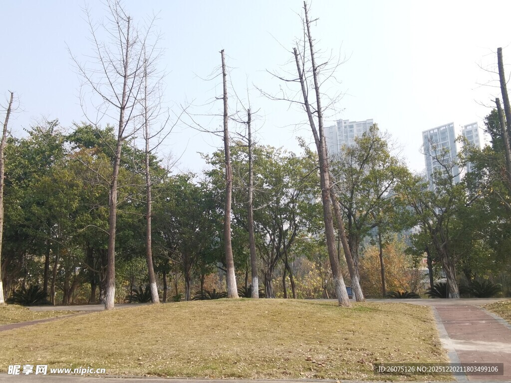 冬日公园的稀疏树林景观